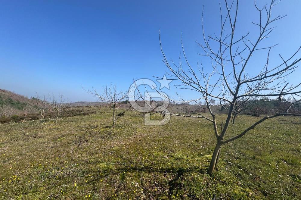 ÇANAKKALE BİGA HARMANLIK KÖYÜ 27.150 M2 SATILIK CEVİZLİK