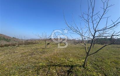 ÇANAKKALE BİGA HARMANLIK KÖYÜ 27.150 M2 SATILIK CEVİZLİK