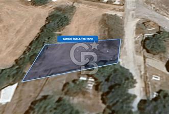 Foça Ilıpınar'da Satılık Müstakil Tapulu Tarla - 1 - 341770