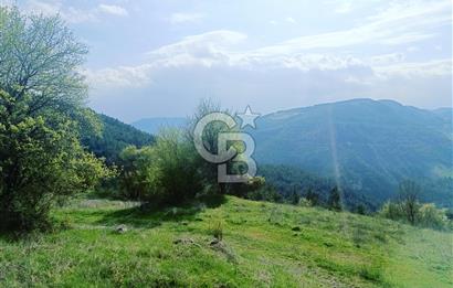 BALIKESİR DURSUNBEY'DE 63 DÖNÜM ARAZİ