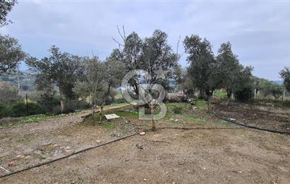 İzmir Menderes Çile' de 6503 m2 Satılık Tarla