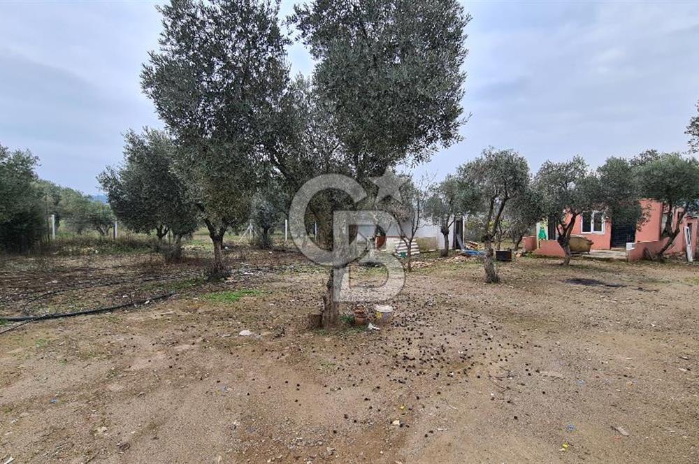 İzmir Menderes Çile' de 6503 m2 Satılık Tarla