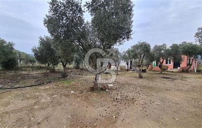 İzmir Menderes Çile' de 6503 m2 Satılık Tarla
