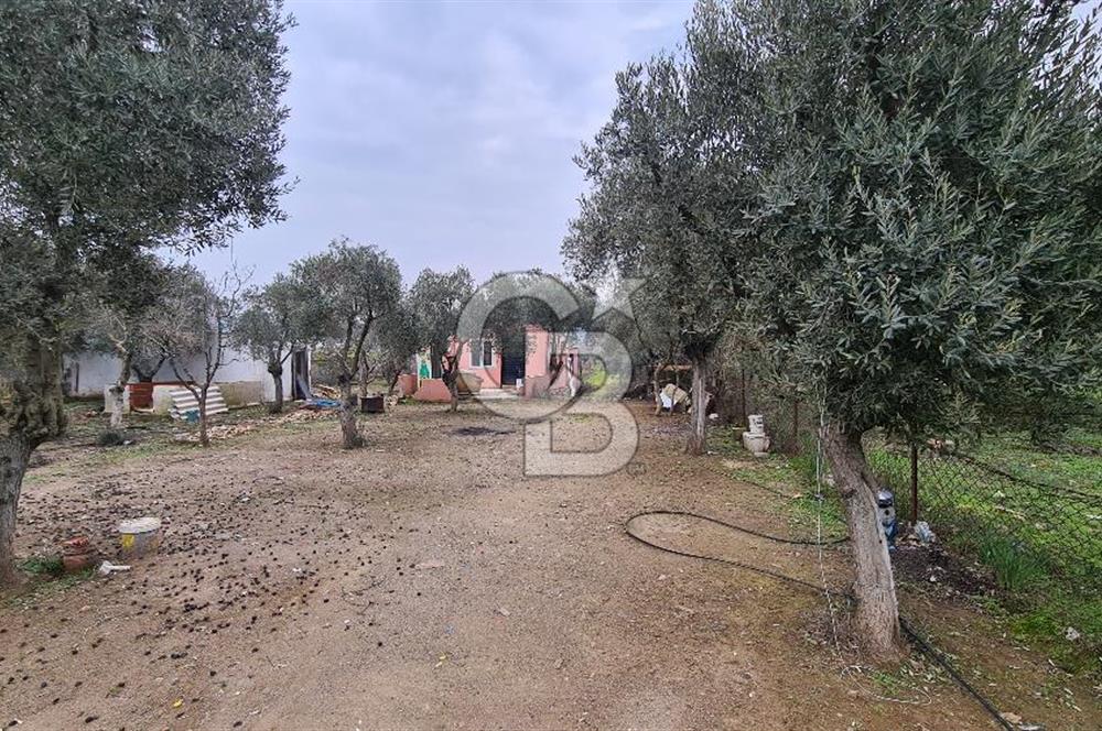 İzmir Menderes Çile' de 6503 m2 Satılık Tarla
