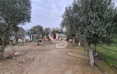 İzmir Menderes Çile' de 6503 m2 Satılık Tarla