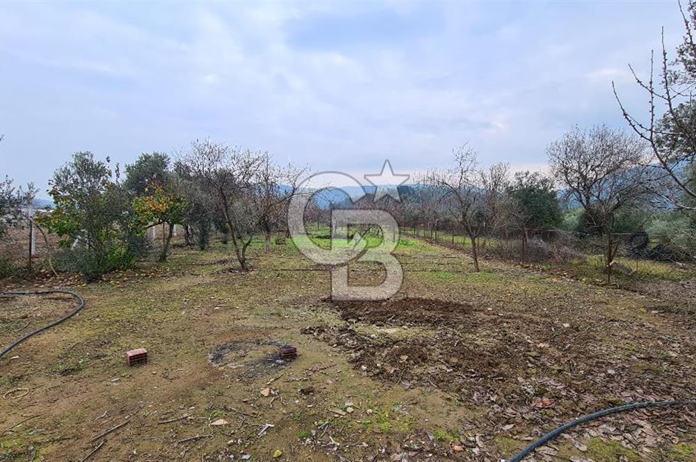 İzmir Menderes Çile' de 6503 m2 Satılık Tarla