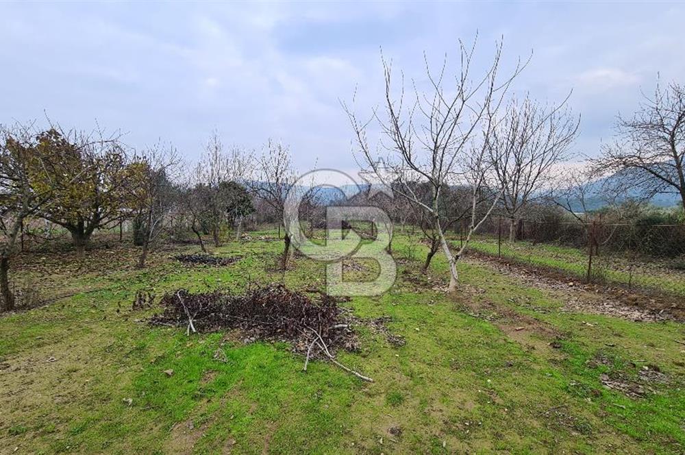 İzmir Menderes Çile' de 6503 m2 Satılık Tarla