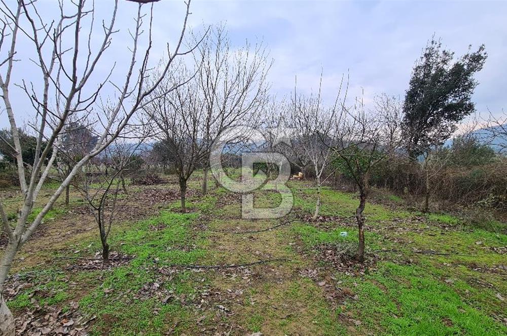İzmir Menderes Çile' de 6503 m2 Satılık Tarla