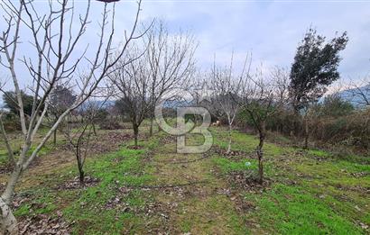 İzmir Menderes Çile' de 6503 m2 Satılık Tarla