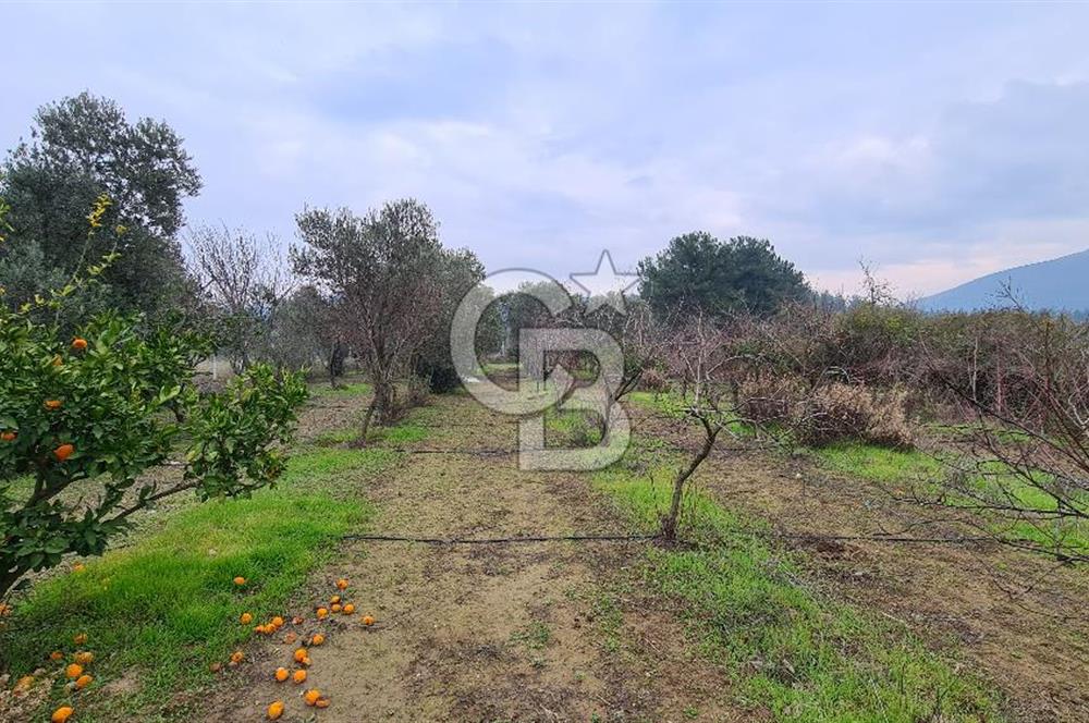 İzmir Menderes Çile' de 6503 m2 Satılık Tarla