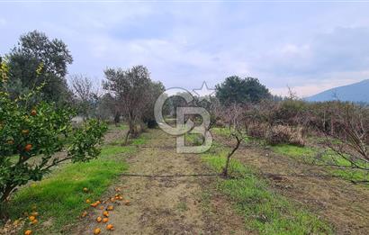 İzmir Menderes Çile' de 6503 m2 Satılık Tarla
