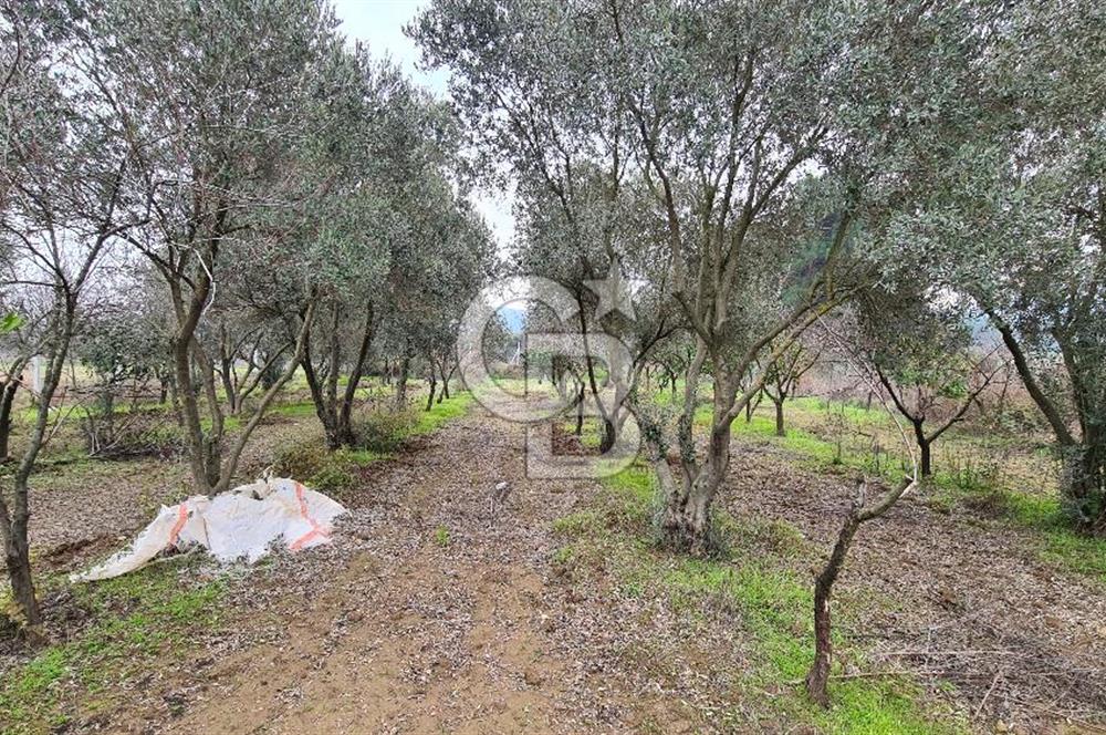 İzmir Menderes Çile' de 6503 m2 Satılık Tarla