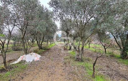 İzmir Menderes Çile' de 6503 m2 Satılık Tarla