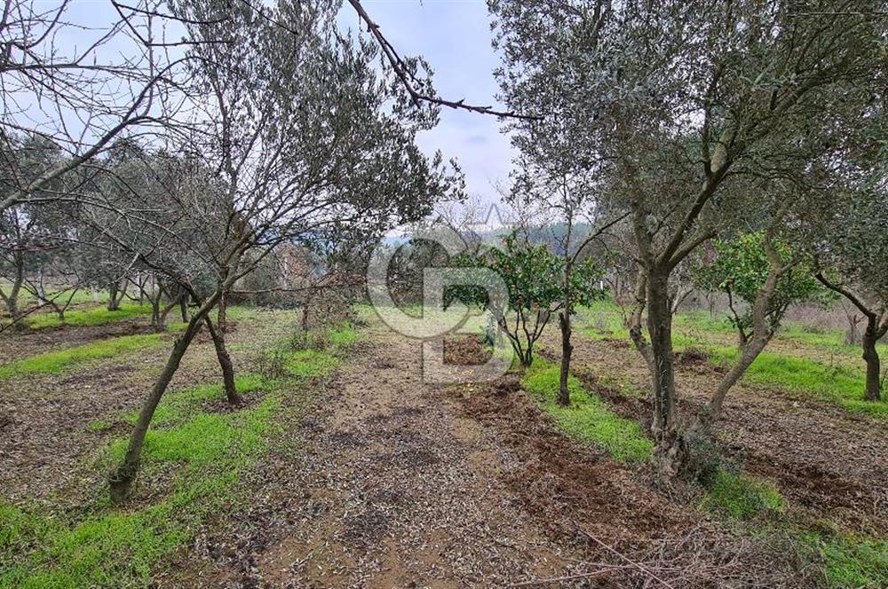 İzmir Menderes Çile' de 6503 m2 Satılık Tarla