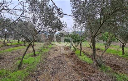 İzmir Menderes Çile' de 6503 m2 Satılık Tarla