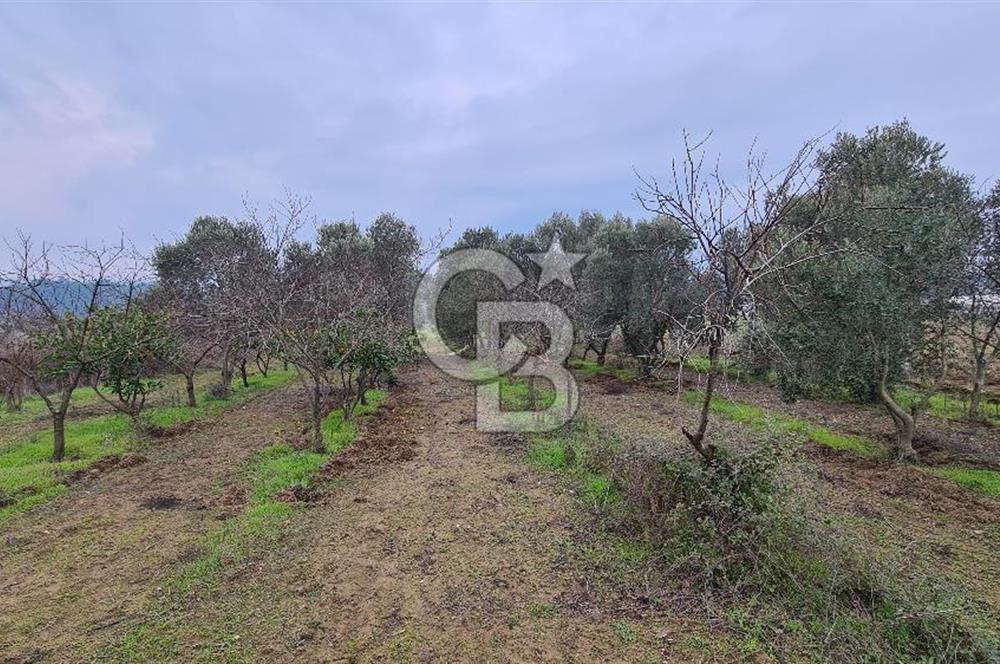 İzmir Menderes Çile' de 6503 m2 Satılık Tarla