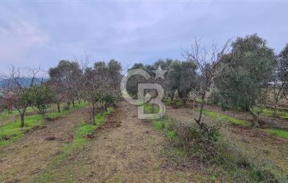 İzmir Menderes Çile' de 6503 m2 Satılık Tarla