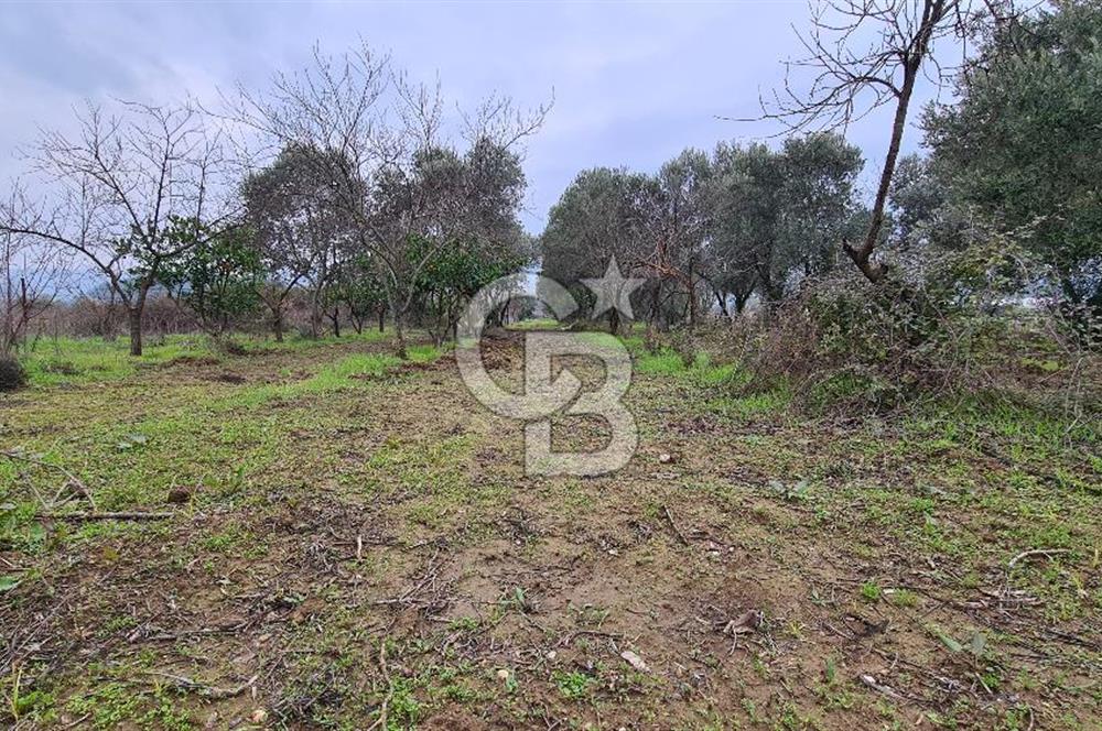 İzmir Menderes Çile' de 6503 m2 Satılık Tarla
