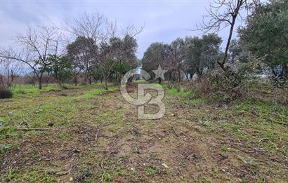İzmir Menderes Çile' de 6503 m2 Satılık Tarla