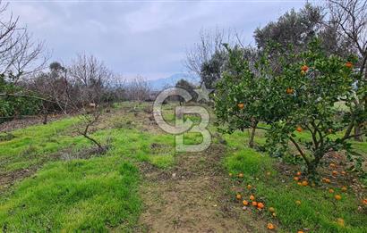 İzmir Menderes Çile' de 6503 m2 Satılık Tarla