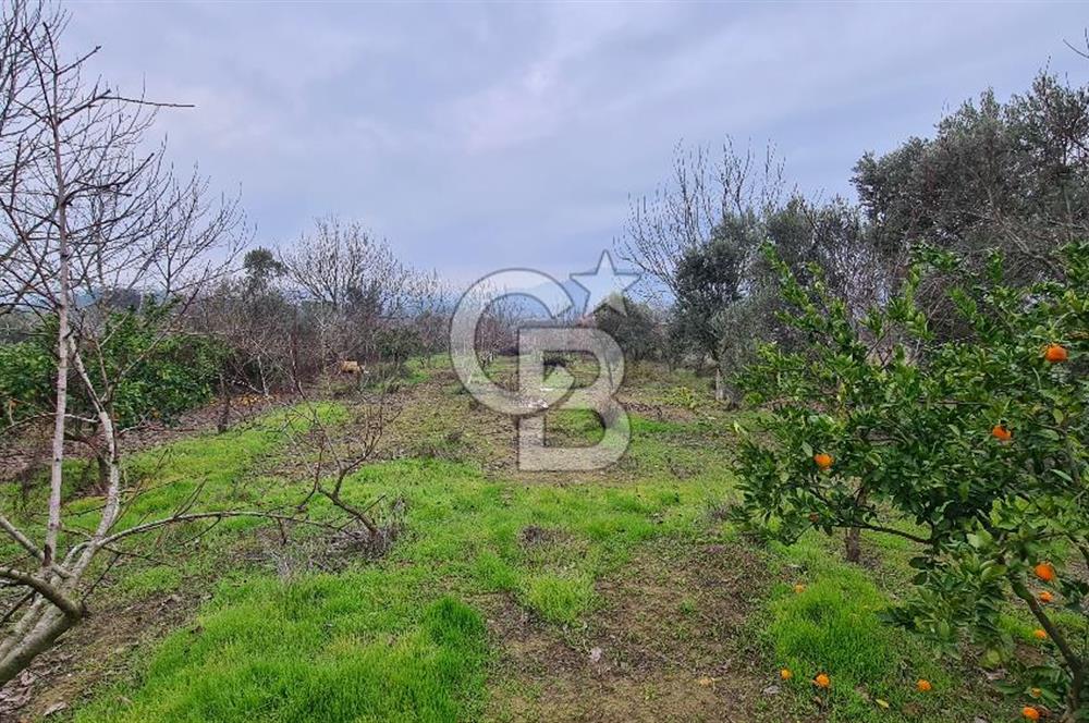 İzmir Menderes Çile' de 6503 m2 Satılık Tarla