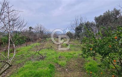 İzmir Menderes Çile' de 6503 m2 Satılık Tarla