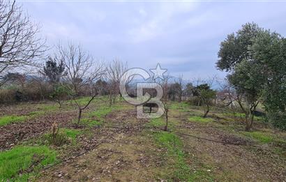 İzmir Menderes Çile' de 6503 m2 Satılık Tarla