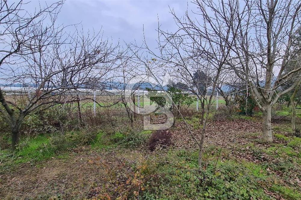 İzmir Menderes Çile' de 6503 m2 Satılık Tarla