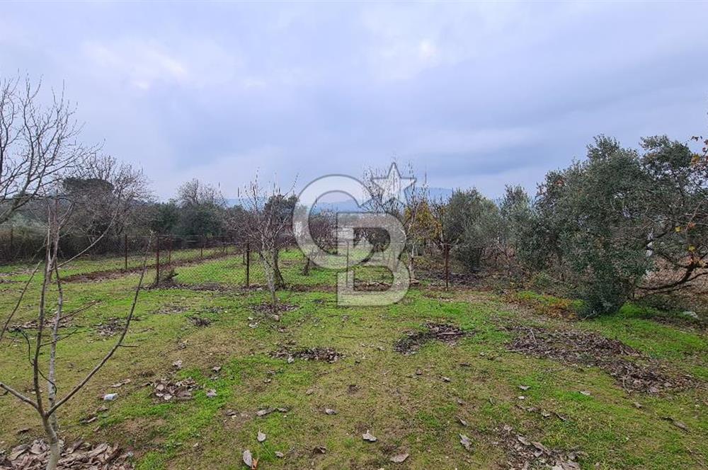 İzmir Menderes Çile' de 6503 m2 Satılık Tarla