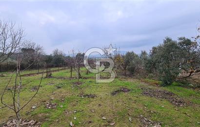 İzmir Menderes Çile' de 6503 m2 Satılık Tarla