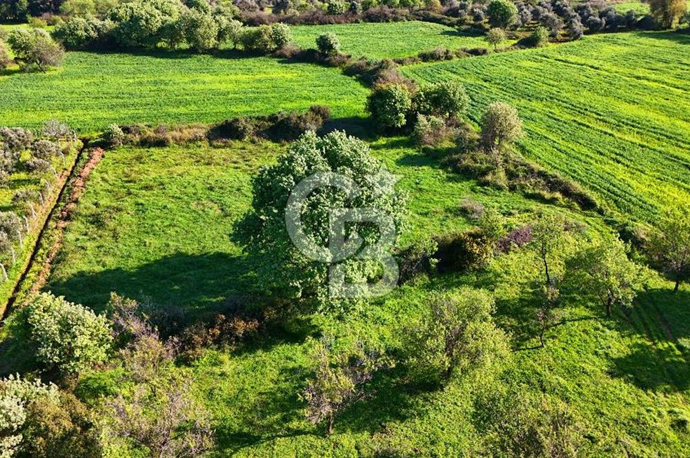 Datça Burgaz Arkası'nda 2.200 m² Bademlik