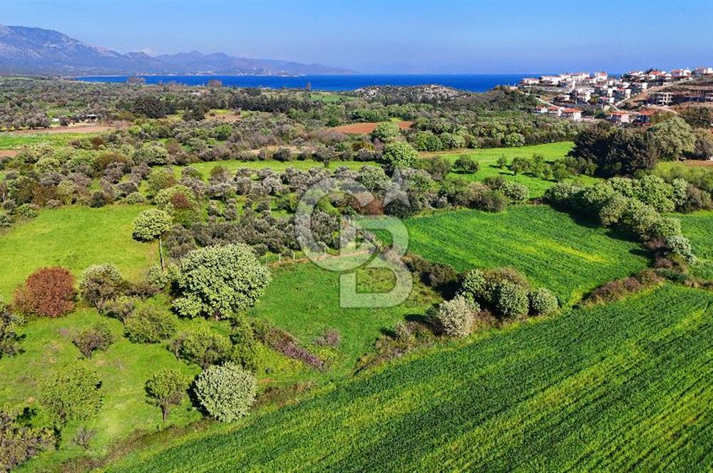 Datça Burgaz Arkası'nda 2.200 m² Bademlik