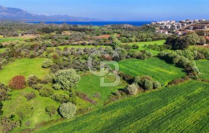 Datça Burgaz Arkası'nda 2.200 m² Bademlik