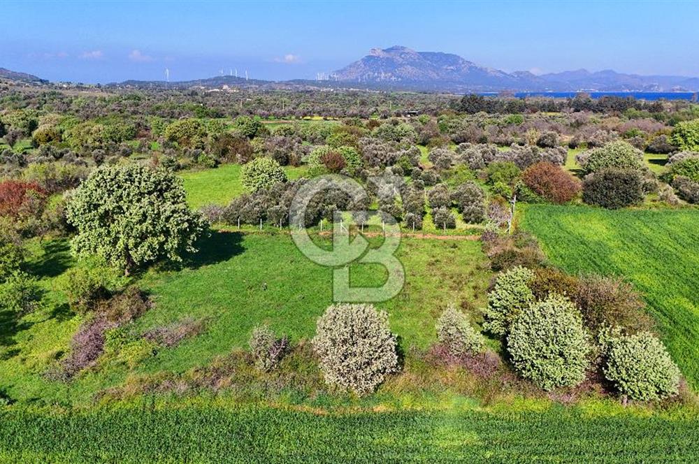 Datça Burgaz Arkası'nda 2.200 m² Bademlik