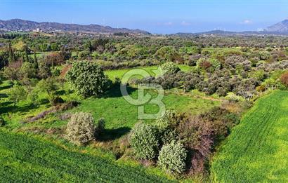 Datça Burgaz Arkası'nda 2.200 m² Bademlik