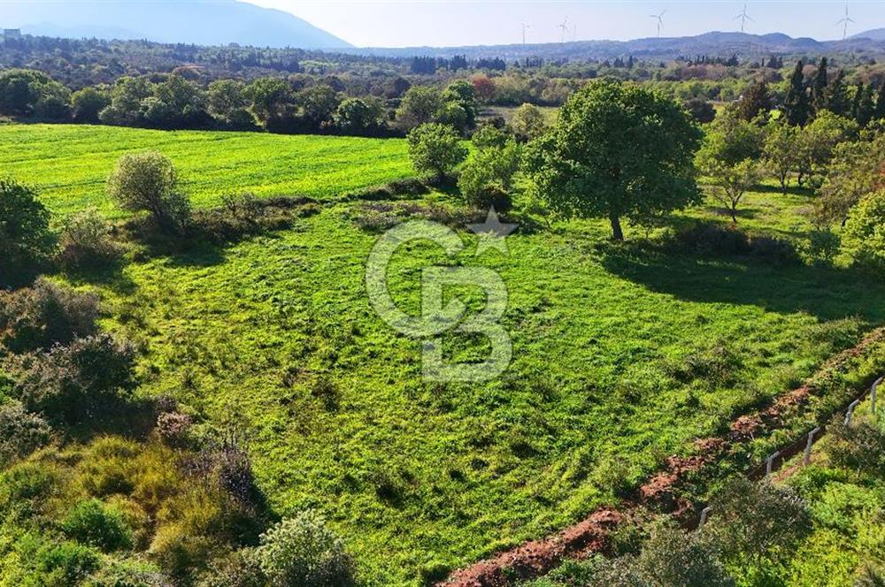 Datça Burgaz Arkası'nda 2.200 m² Bademlik