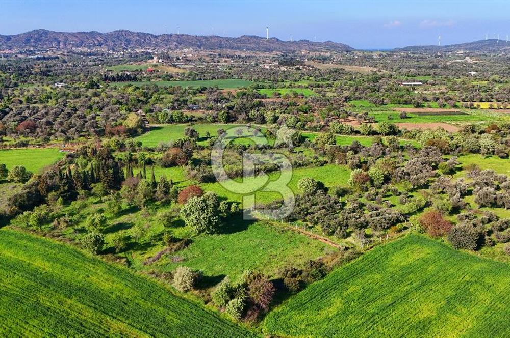 Datça Burgaz Arkası'nda 2.200 m² Bademlik