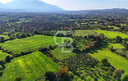 Datça Burgaz Arkası'nda 2.200 m² Bademlik