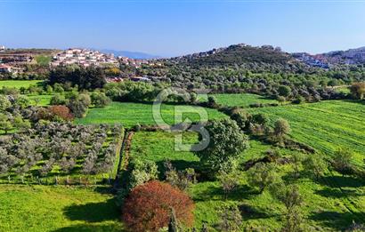 Datça Burgaz Arkası'nda 2.200 m² Bademlik