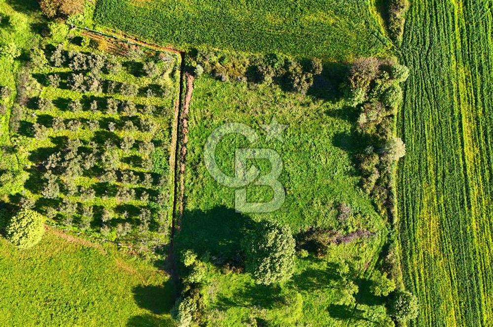 Datça Burgaz Arkası'nda 2.200 m² Bademlik