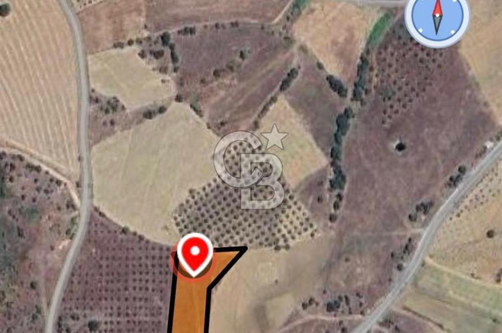 MANİSA KÖPRÜBBAŞINDA 2 DÖNÜM TARLA