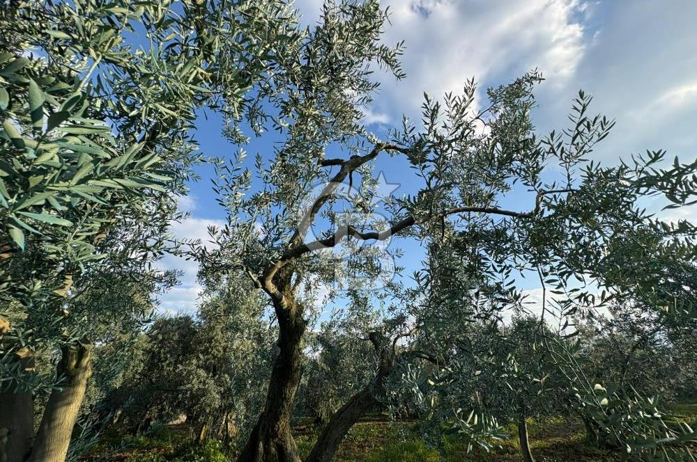 BURSA ORHANGAZİ KERAMET DE SATILIK 1637 M2 ZEYTİNLİK YOLA CEPHE