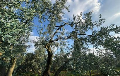 BURSA ORHANGAZİ KERAMET DE SATILIK 1637 M2 ZEYTİNLİK YOLA CEPHE