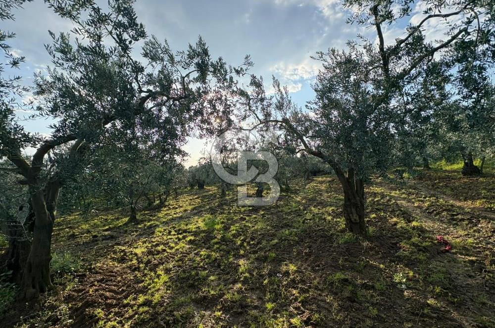 BURSA ORHANGAZİ KERAMET DE SATILIK 1637 M2 ZEYTİNLİK YOLA CEPHE