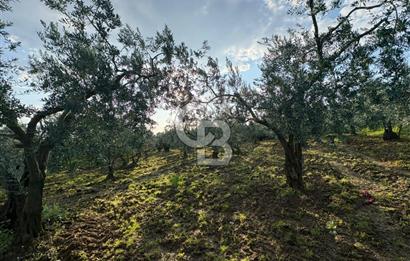 BURSA ORHANGAZİ KERAMET DE SATILIK 1637 M2 ZEYTİNLİK YOLA CEPHE