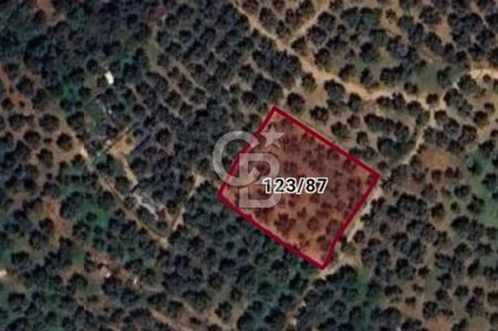 BURSA ORHANGAZİ KERAMET DE SATILIK 1637 M2 ZEYTİNLİK YOLA CEPHE