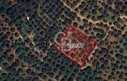 BURSA ORHANGAZİ KERAMET DE SATILIK 1637 M2 ZEYTİNLİK YOLA CEPHE