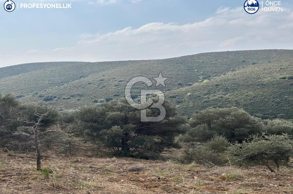 Karaburun Salman'da 9.482 m² Yatırımlık Satılık Tarla