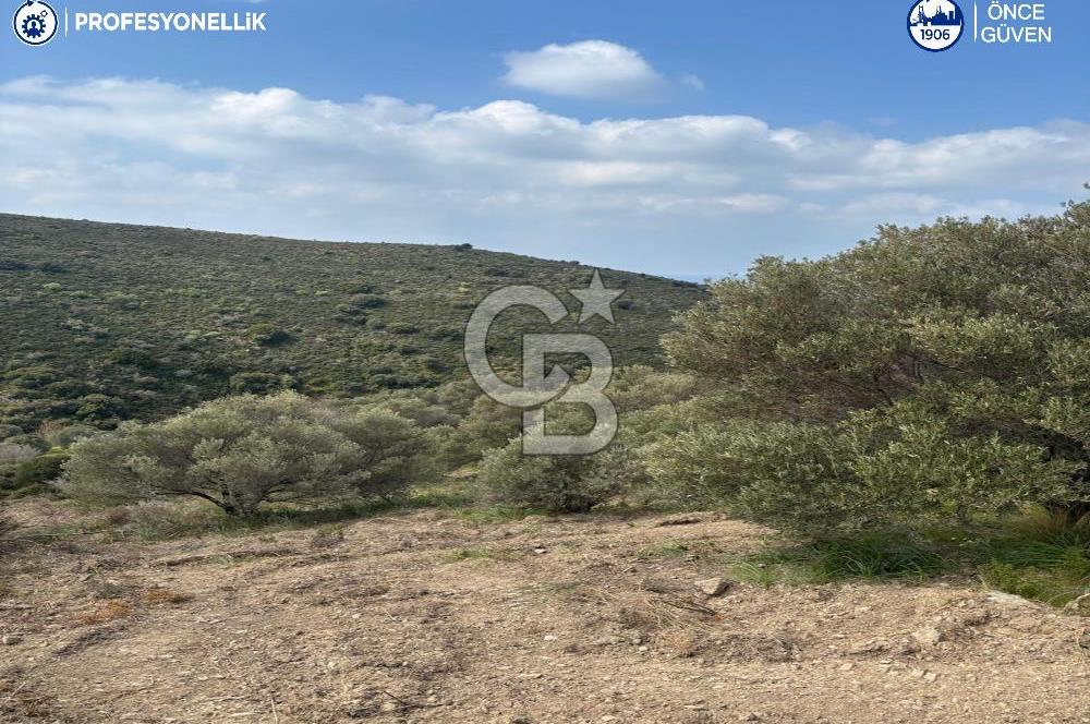 Karaburun Salman'da 9.482 m² Yatırımlık Satılık Tarla