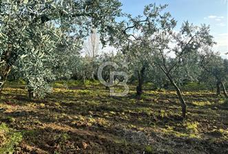 BURSA ORHANGAZİ KERAMET DE SATILIK 1637 M2 ZEYTİNLİK YOLA CEPHE - 1 - 341947